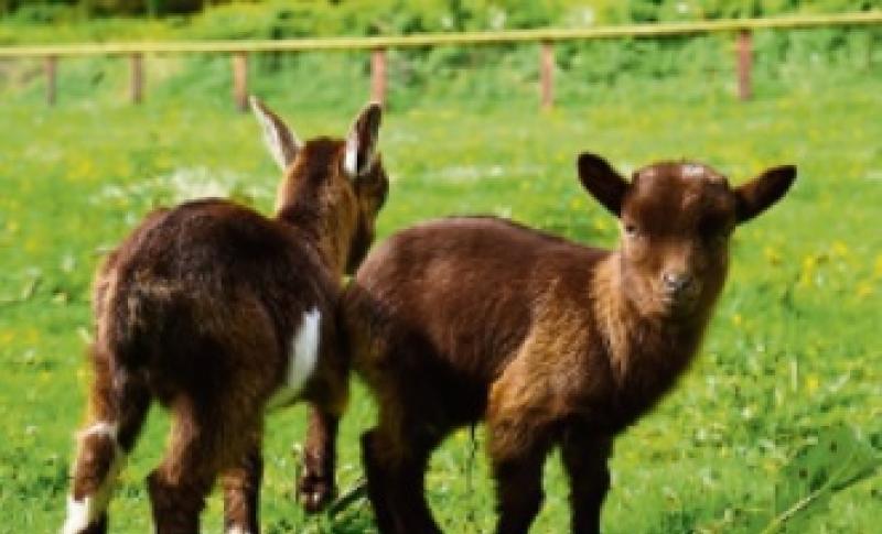 Pick me!&nbsp; Name these baby pygmy goats