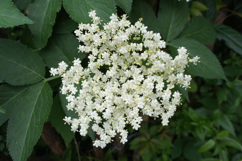Healthy Eating: The benefits of elderflower and berries