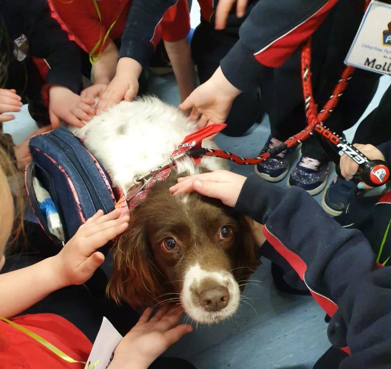 Limerick teacher’s appeal to get stolen dog back and warns of ‘massive increase in thefts’