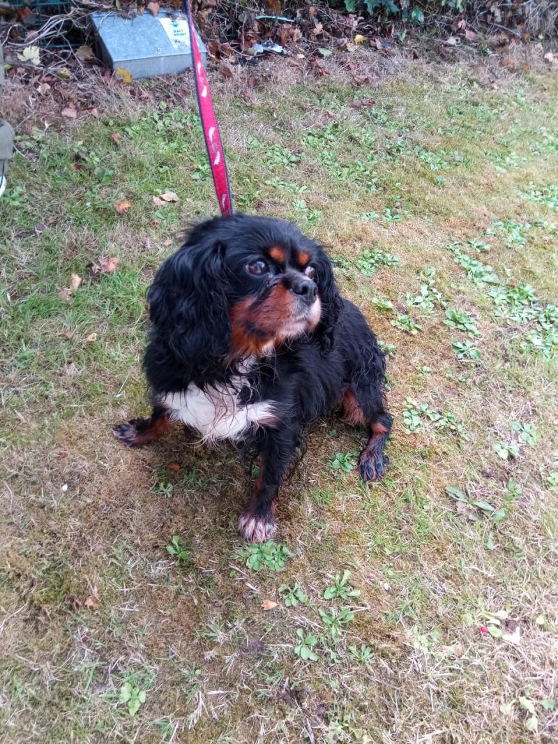 10 stolen dogs recovered in  Limerick - appeal issued to trace owners