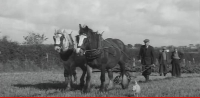 WATCH: Take a trip back in time to the 1954 World Ploughing Championships in Killarney