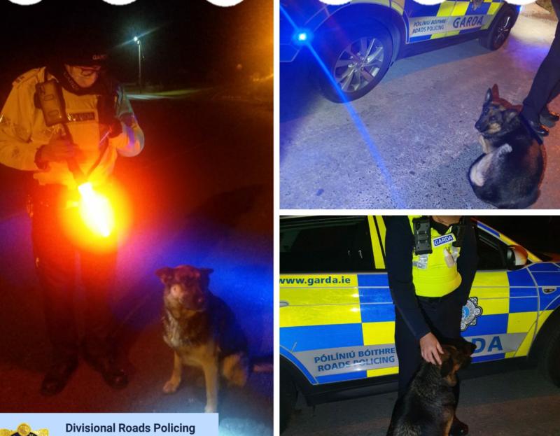 Any leads? Paw Patrol in action in Limerick