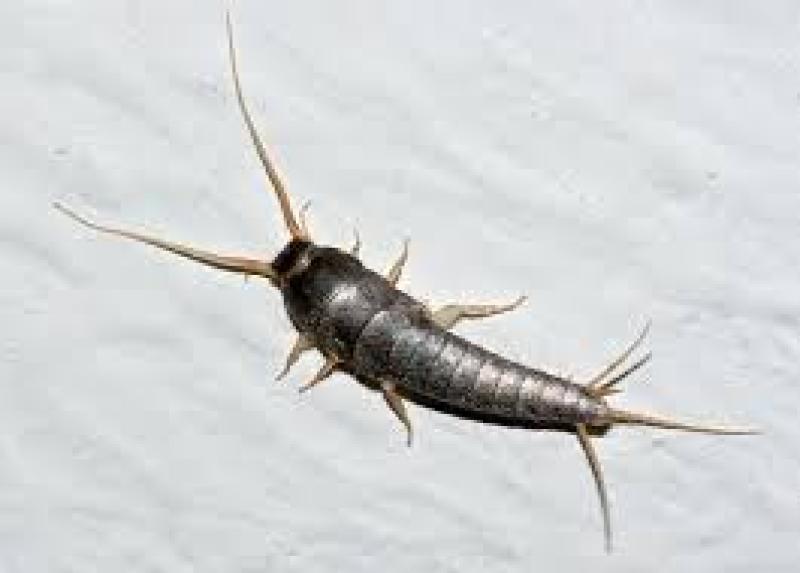 Huge increase in these pesky critters in Irish homes this winter 
