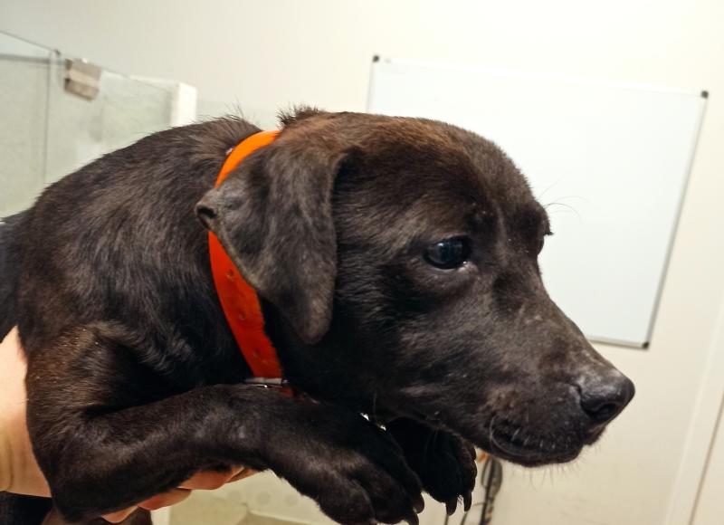 Gardai ask for public's help in search for owners of stolen dogs