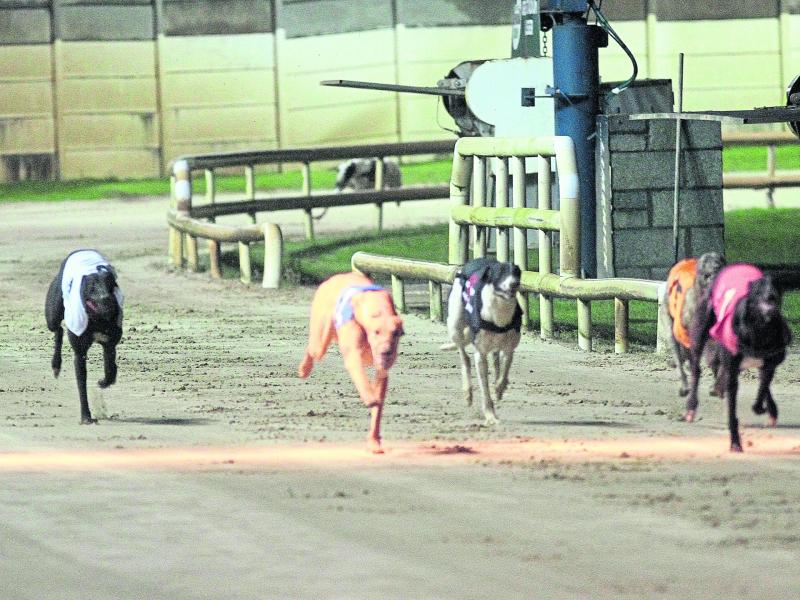 Live coverage confirmed for final two nights of Irish St Leger in Limerick Greyhound Stadium