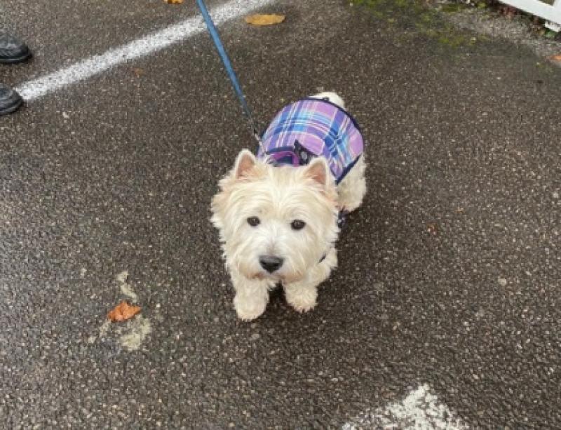 Can you lend a paw? Let's get Paddy home to Limerick for Christmas