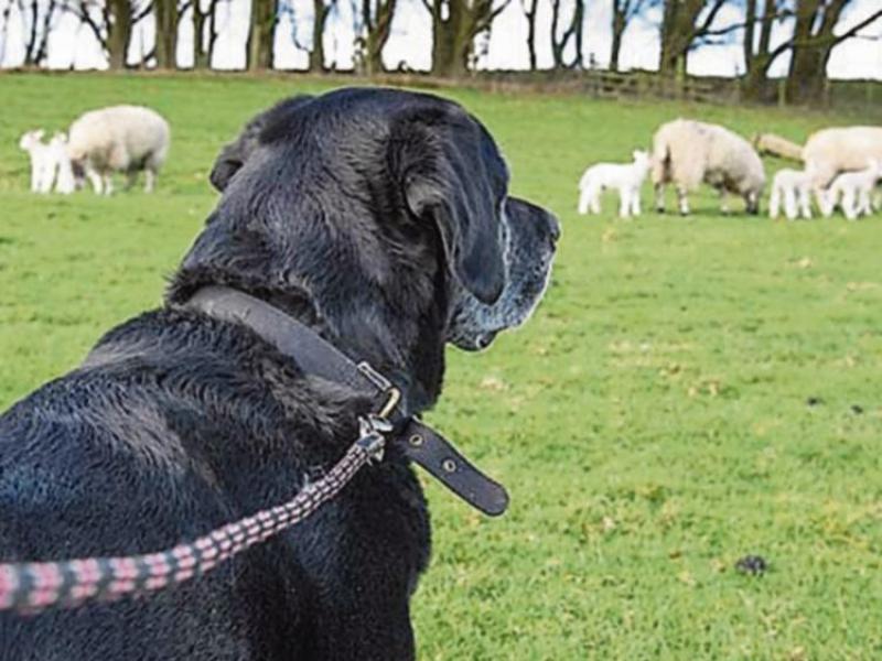 ALERT: Gardai and IFA issue appeal to dog owners as lambing season approaches