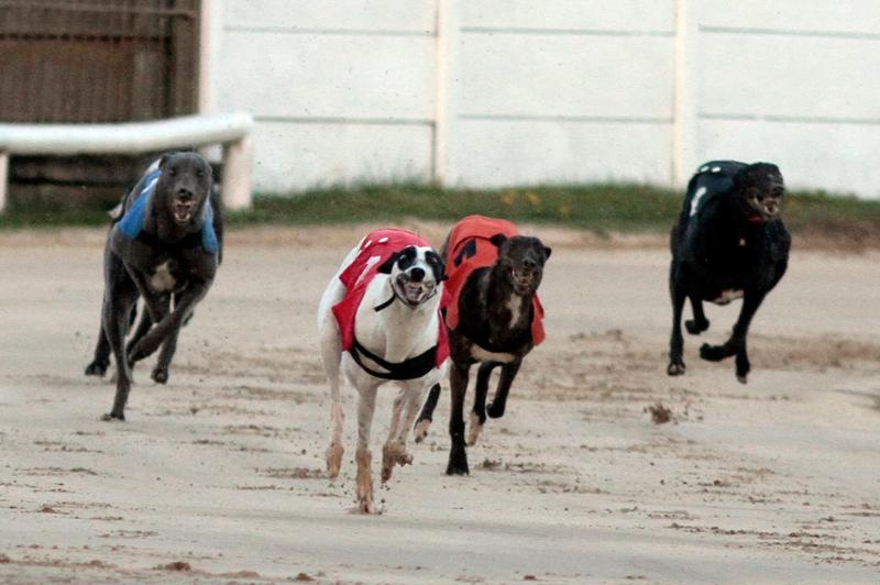 Talking Dogs features Con and Anne Kirby quarter-finals