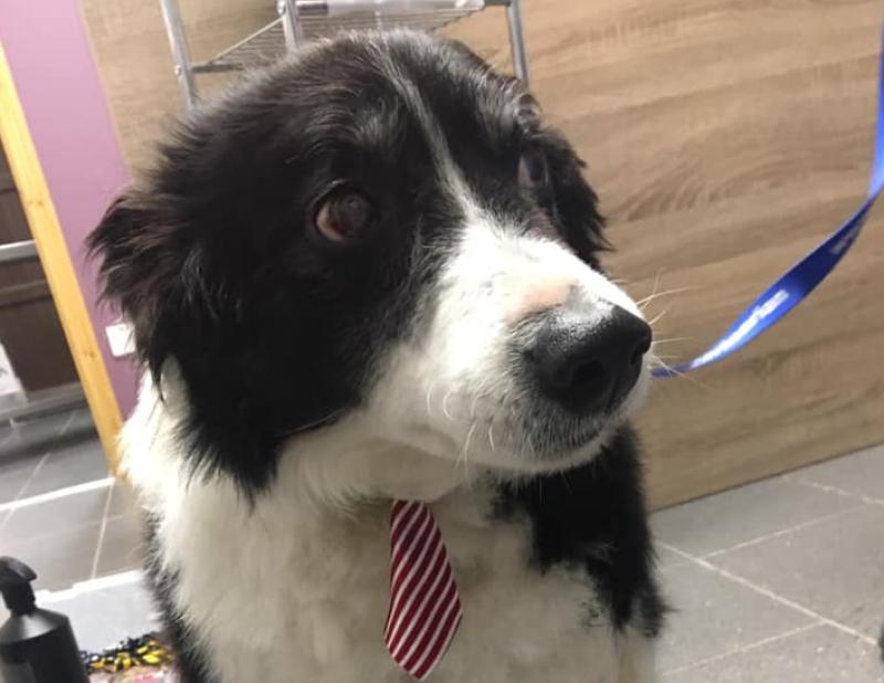 New mixed animal veterinary clinic and dog grooming service opens in