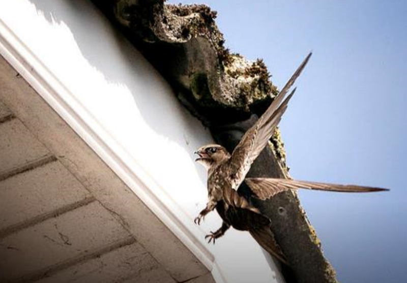 Swift action: Conservation project underway in Limerick to save birds on Red list