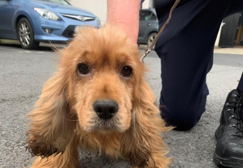 Puppy love: Limerick gardai recover stolen Spaniel