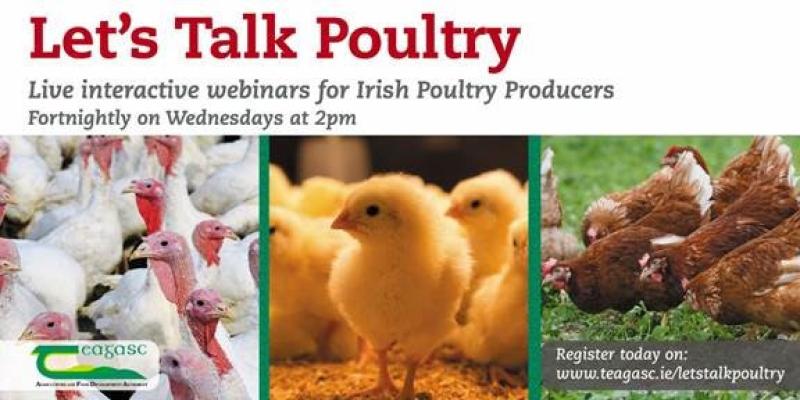 ‘Let’s Talk Poultry’ – Teagasc launch webinar series to tackle poultry industry issues