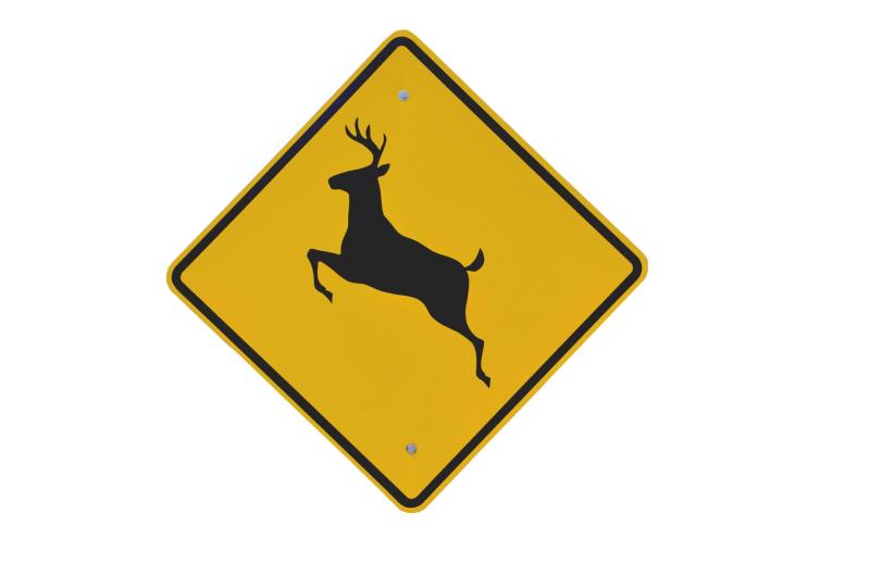Deer killed and car badly damaged in Limerick collision