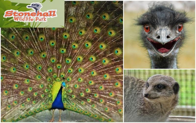 Lim GDO - Stonehall Visitor Farm & Wildlife Park