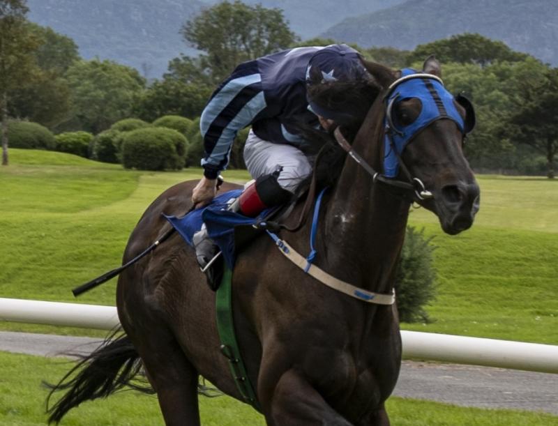 Bumper run of winners for Limerck horse racing connections