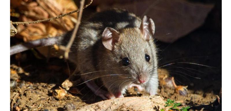 REVEALED: The most common pests found in Irish homes in 2021