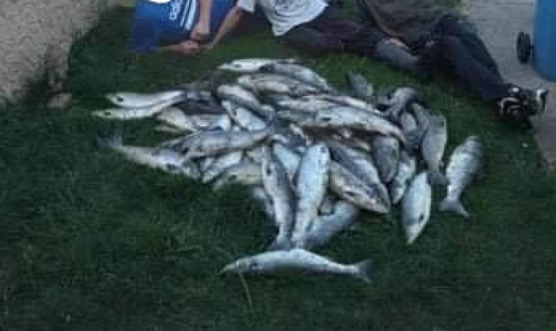 'Shocking' scene of wild salmon piled up in Limerick garden