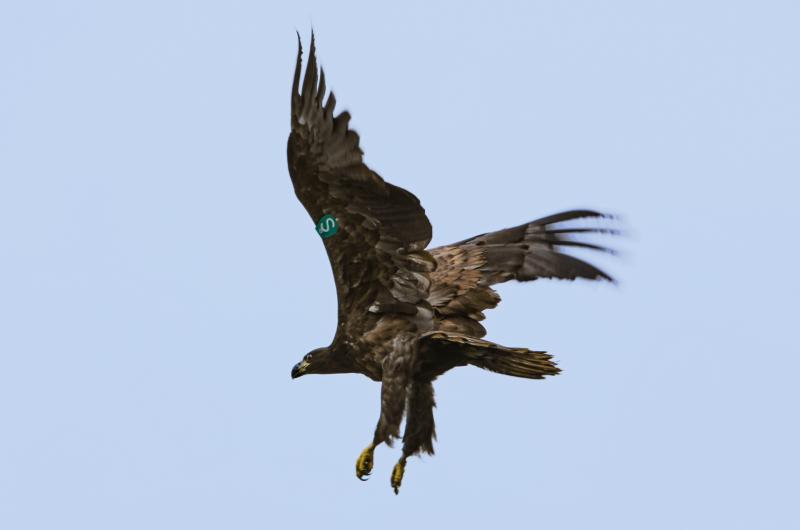 White-tailed eagle chicks released into the wild across Munster