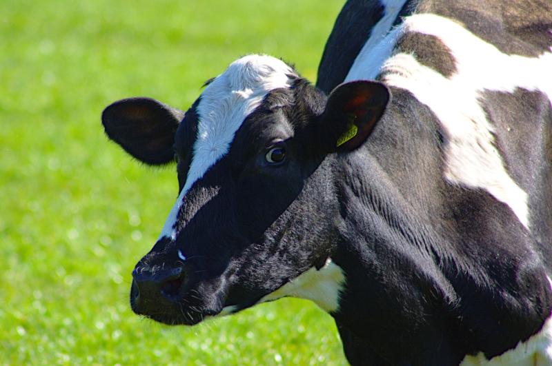 Relief milkers in Limerick and Cork in short supply on Sunday