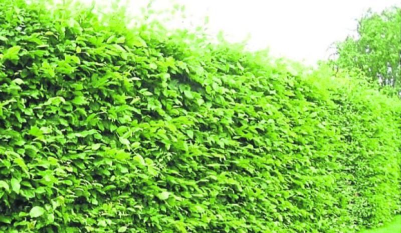 Green Fingers: Getting a handle on overgrown hedges