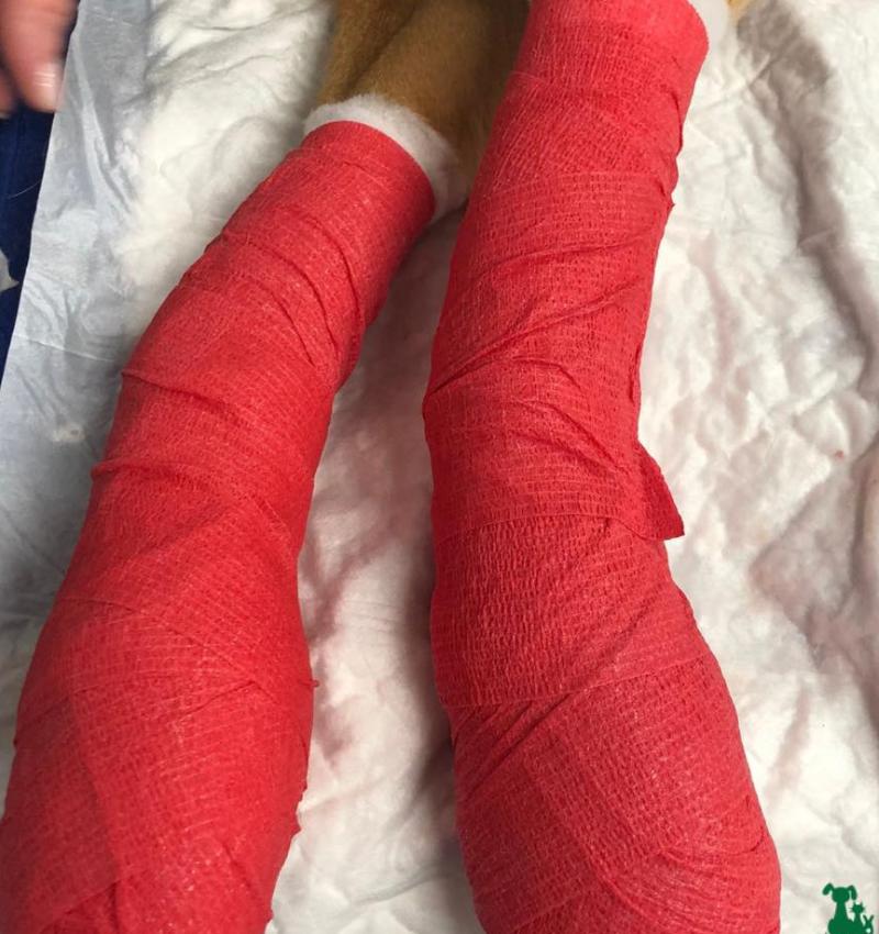Limerick dog owners warned after 'petrified' dog jumps out two-story window due to fireworks