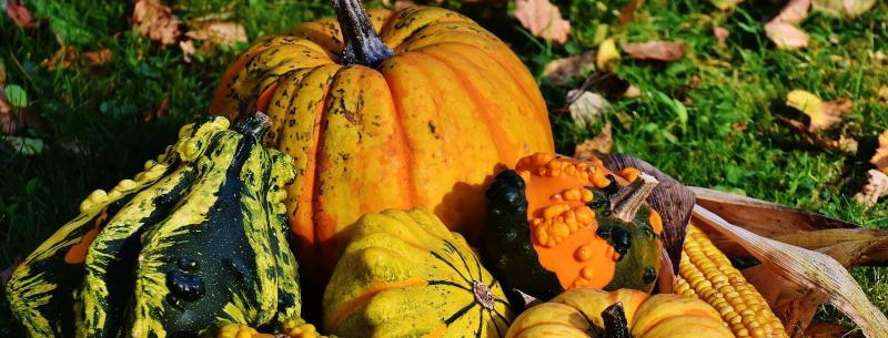 Green Fingers: Save those seeds - pumpkins don’t grow on trees 
