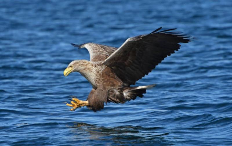Bird flu identified in County Kerry