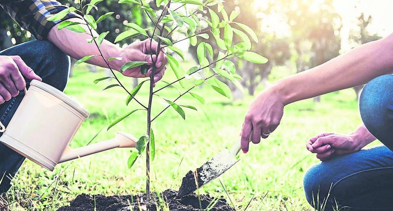 Green Fingers: Do a bit for the planet and plant a tree