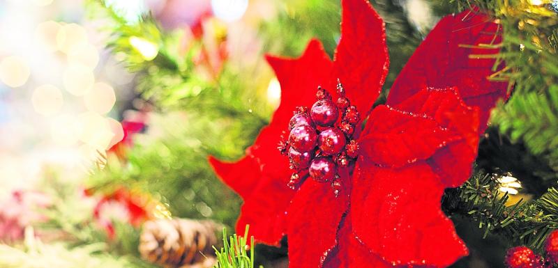 Green Fingers: Blooming good ideas for the holiday season 
