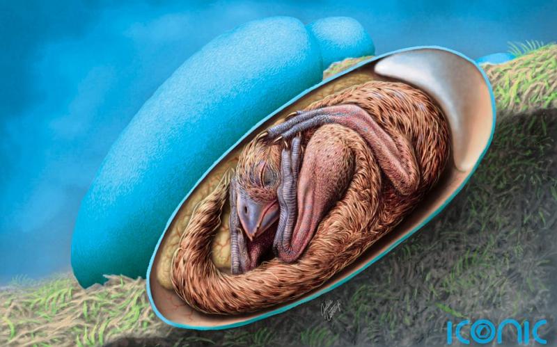 Scientists discover "exquisitely preserved&rdquo; dinosaur embryo