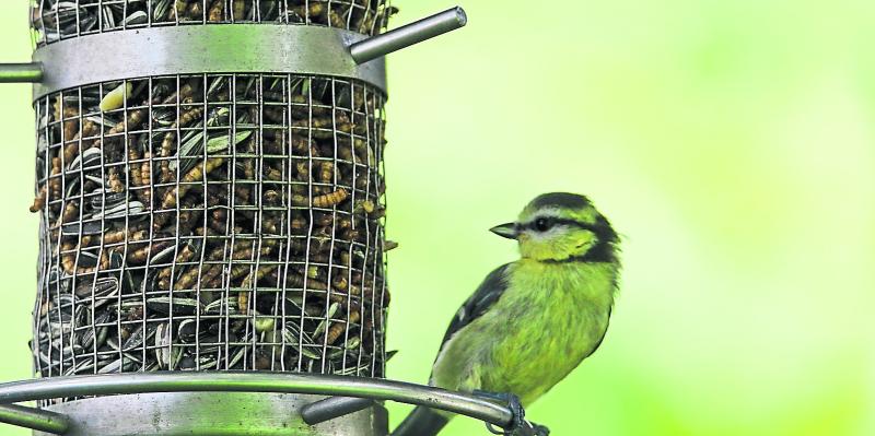 Green Fingers: Don’t  forget our feathered garden visitors