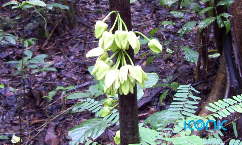 One of 200 newly discovered plant species on earth named after Hollywood actor