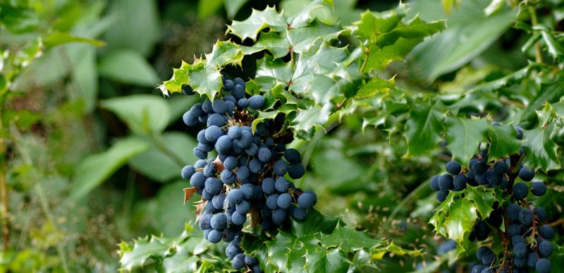 Green Fingers: It has been all go since the start of the year 