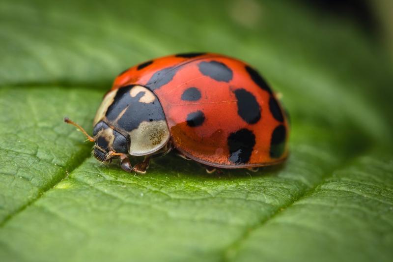 Wild About Wildlife: Cinnabar moths and ladybirds
