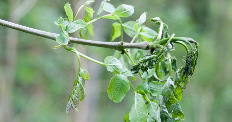 Green Fingers: Getting to grips with a few summer projects 
