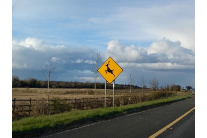 ALERT: Gardaí warn motorists to watch out for ‘active and unpredictable’ wild animals