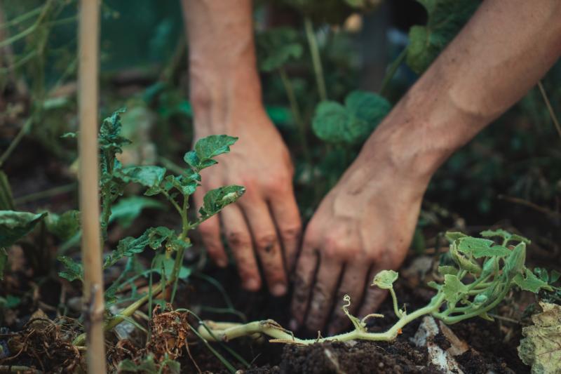 Macra na Feirme to plant 15,000 trees to enhance biodiversity 