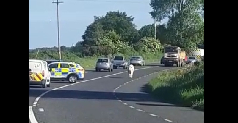 WATCH: Cute young animal causes Gardaí some trouble on busy road this morning 