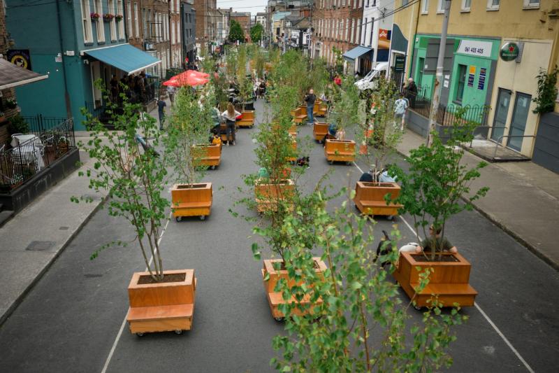 Limerick shrubs up well as urban forest appears!