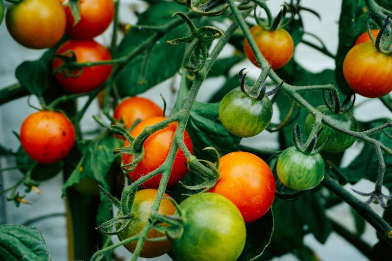 €2.8m package announced to support Irish fruit and vegetable growers