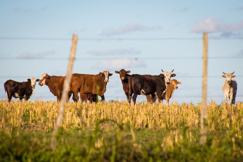 Farmers across Ireland urged to take steps to protect their livestock during hot weather