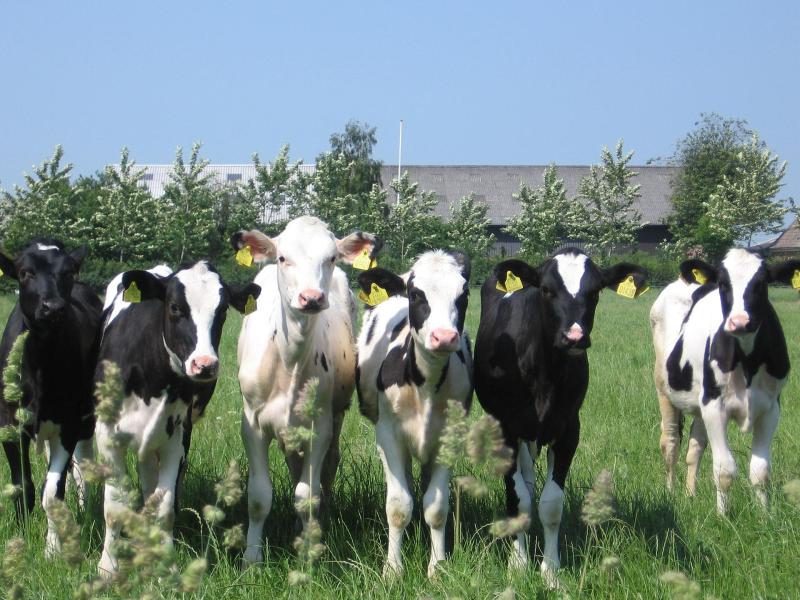 Investigation underway following discovery of dead calves on Limerick farm