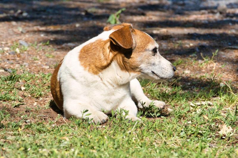 ‘Ruff’ justice sought in Limerick court over ‘constant’ dog barking 
