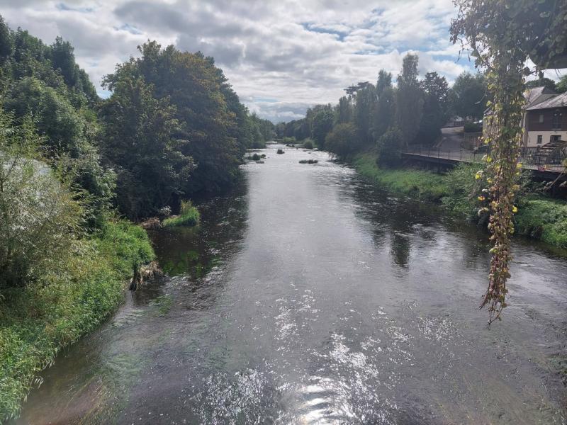 Green Limerick: Giant hogweed ‘out of control’ on the banks of the  Maigue