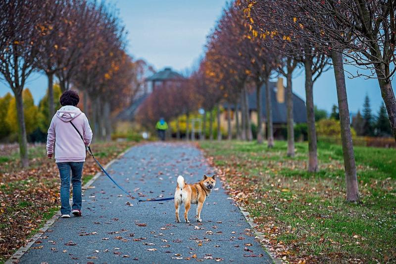 Calls for restrictions on new dog licences for lawbreakers in Limerick