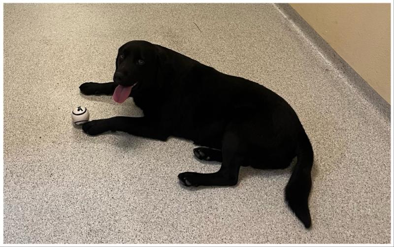 Limerick gardaí on the trail to reunite 'good boy' labrador with owner