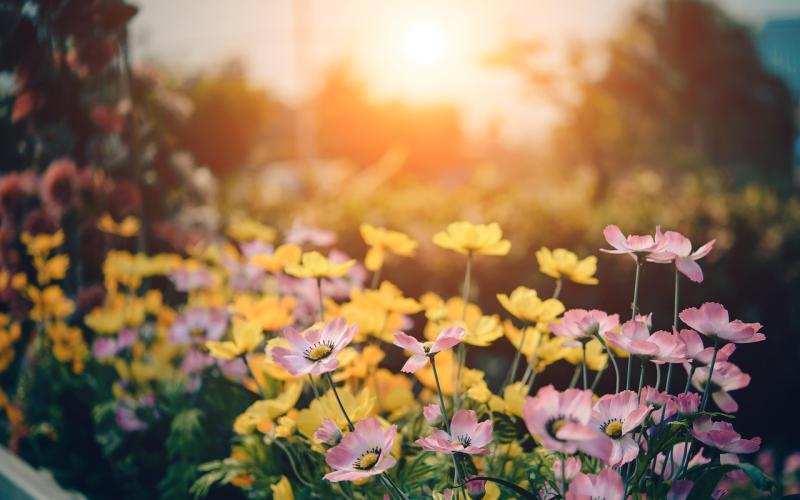 A blank canvas for creativity! Garden and landscape designers wanted for Bord Bia Bloom 2024! 