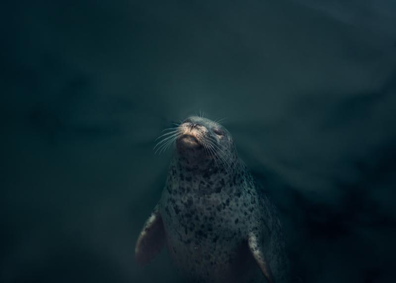 National: Minister announces formal pledge to protect 30% of marine areas by 2030 