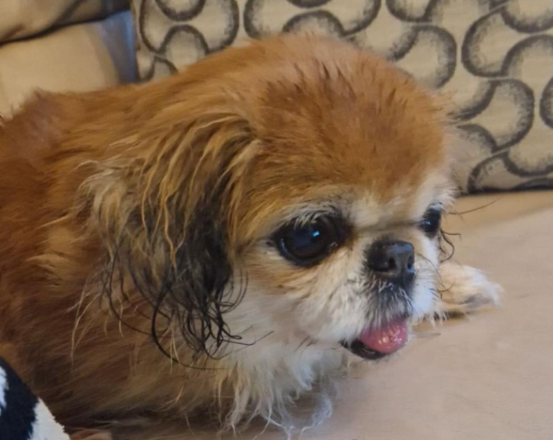 'Owners left her tied to a pole' - Dog abandoned at Dublin Airport finds new home
