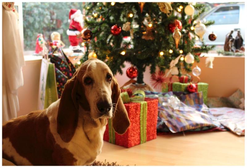 Weekly Wag: The 12 ‘dangers’ of Christmas 